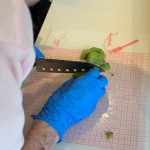 20200625クレープ_200627_36